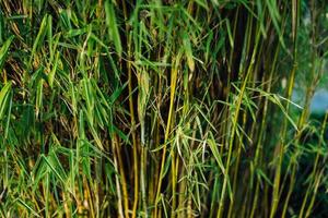 bambu dentro uma chinês jardim às primavera, dentro Alemanha foto