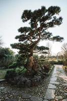 majestoso árvores dentro uma chinês jardim durante Primavera foto