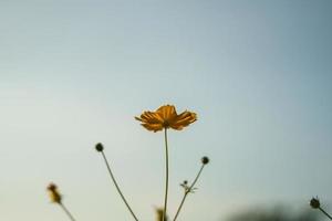 close-up da flor do cosmos laranja sob a luz do sol ao pôr do sol com espaço de cópia usando como plano de fundo paisagem de plantas naturais, conceito de página de capa de papel de parede de ecologia. foto