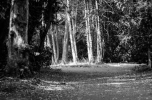 bosque foto com luz solar brilhando em árvores dentro Centro distância