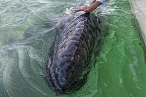 baleia cinzenta se aproximando de um barco foto