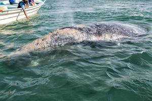 alfredo lopez mateos - méxico - 5 de fevereiro de 2015 - baleia cinzenta se aproximando de um barco foto