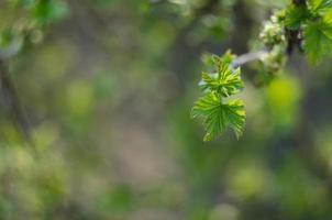 jovem verde fotos em a árvore dentro Primavera. livre espaço para inscrição