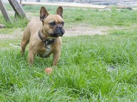 francês buldogue é jogando com a bola foto