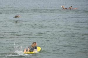 pelicano enquanto vôo perto surfistas em Califórnia de praia foto
