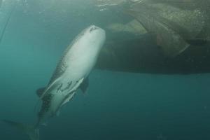 tubarão-baleia fechar retrato subaquático foto