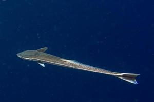 otário remora no fundo do oceano azul foto