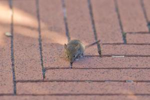 ratos muito pequeno jovem rato foto