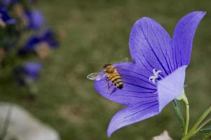 abelha voando para você da flor foto