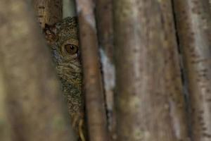 tarsius pequeno macaco noturno foto