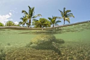 tartaruga verde debaixo d'água perto da costa foto