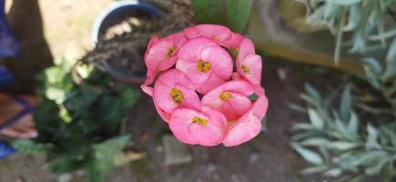 Rosa decorativo flores foto