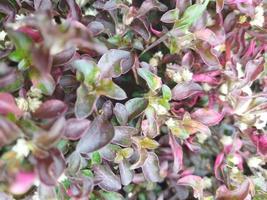 lindo Preto e Rosa ervas daninhas foto