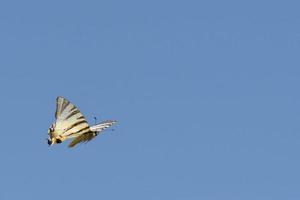 uma borboleta vôo em a céu fundo foto