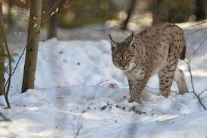 lince na neve foto