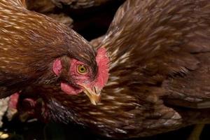 uma Castanho frango retrato foto