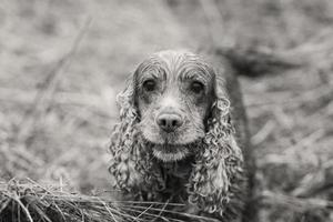 feliz cachorro Inglês Cocker spaniel retrato dentro sépia foto