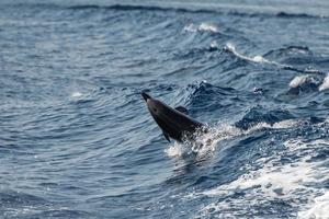golfinhos pulando no mar azul profundo foto