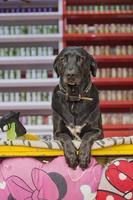 cachorro em Diversão justo carnaval Luna parque tiroteio galeria foto