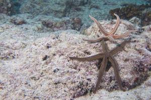 estrelas do mar em uma paisagem subaquática colorida de recife foto