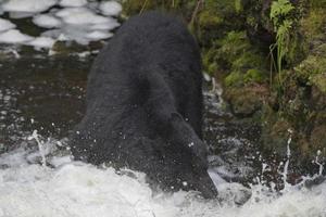 urso preto isolado enquanto comia um salmão no alasca foto