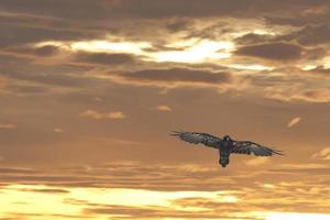 imperador Águia em a ouro pôr do sol fundo foto