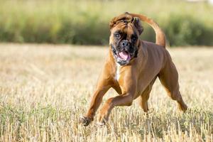 uma boxer jovem cachorro cachorro enquanto corrida foto