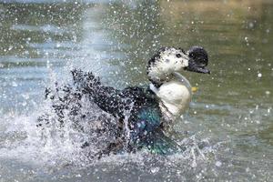 pato selvagem enquanto espirrando na água foto