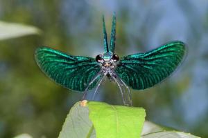 macro de libélula azul de asas abertas foto