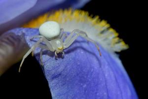 uma aranha branca em uma folha de íris foto