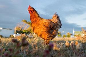 galinha choca e pintinhos em uma fazenda foto