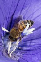 abelha coletando pólen dentro de uma flor foto