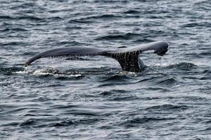 corcunda baleia rabo enquanto indo baixa dentro a profundo oceano foto