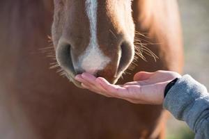 detalhe de cavalo acariciando mão feminina foto