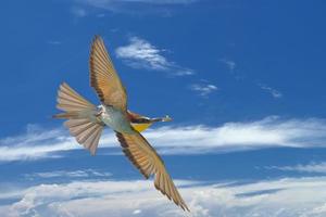 uma abelha comedor pássaro vôo com uma borboleta foto