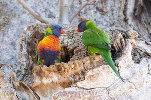 papagaio da austrália na árvore de boab foto