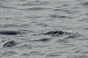 uma foca enquanto nadava foto
