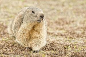 retrato de marmota isolado ao vir até você foto