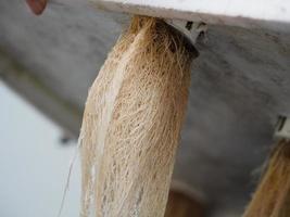 a raízes do hidropônico legumes estão completamente seguro. foto