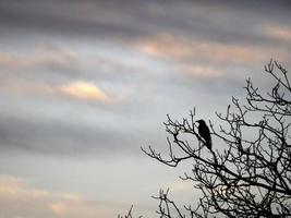 Corvo às pôr do sol silhueta em uma árvore dentro outono foto