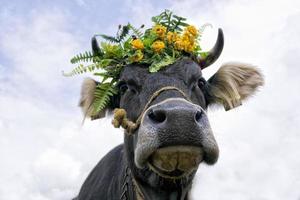 vaca rainha com flor coroa foto