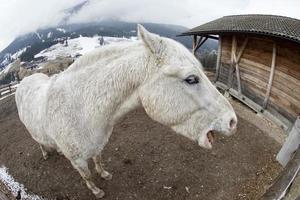 cavalo branco louco foto