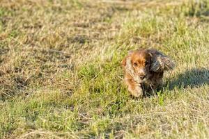 cão jovem correndo na grama foto