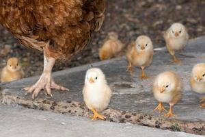 galinha choca e pintinhos em uma fazenda foto