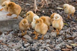 galinha choca e pintinhos em uma fazenda foto