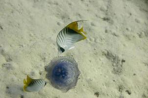 dois anjo peixe enquanto comendo uma azul medusa foto