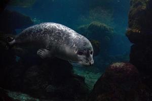 recém-nascido cachorro monge foca chegando para você foto