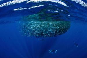 Espadim listrado e caça ao leão-marinho na bola de isca de sardinha no oceano pacífico foto