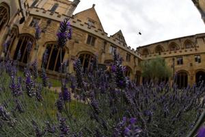 lavander e abelha universidade Cidade Cristo Igreja Oxford foto