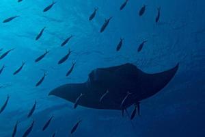 uma manta no oceano azul profundo foto